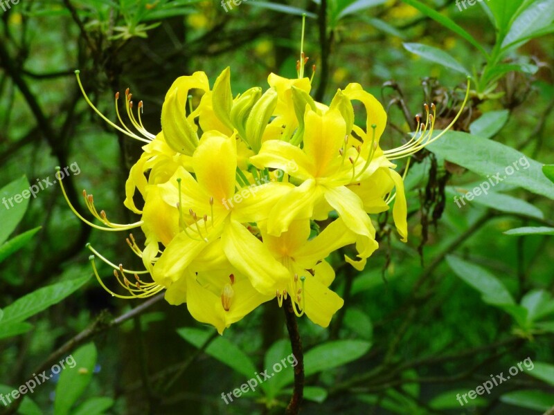 Rhododendron Flower Azalea Azaleas Yellow