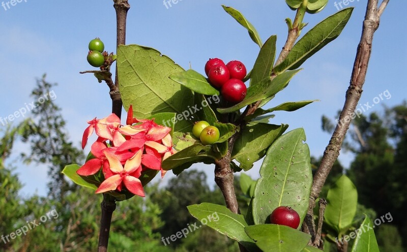 Ixora Coccinea Wild Ixora Flower Berries Jungle Geranium