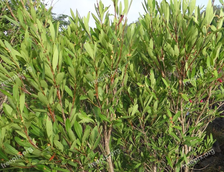 Syzygium Cumini Wild Riverbed Jambul Jambolan