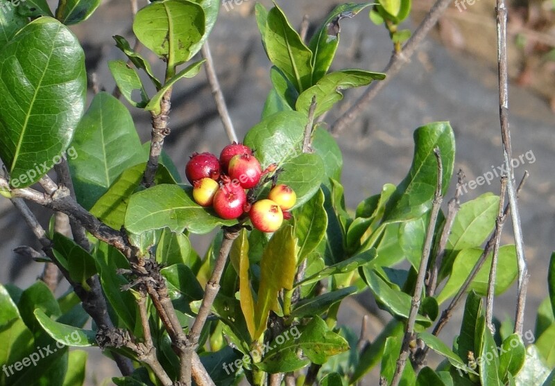 Ixora Coccinea Wild Ixora Berries Jungle Geranium Flame Of The Woods