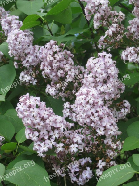 Lilacs Branch Flower Nature Purple