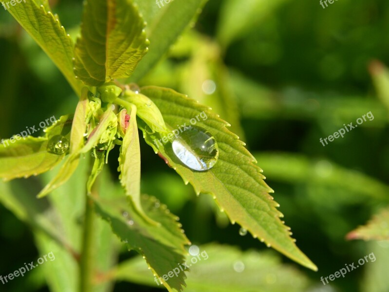 Drop Of Water Drip Rain Leaf Free Photos