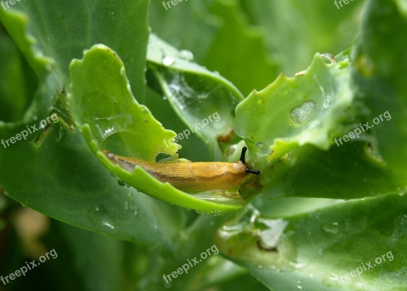 Slug Brown Snail Mollusk Garden