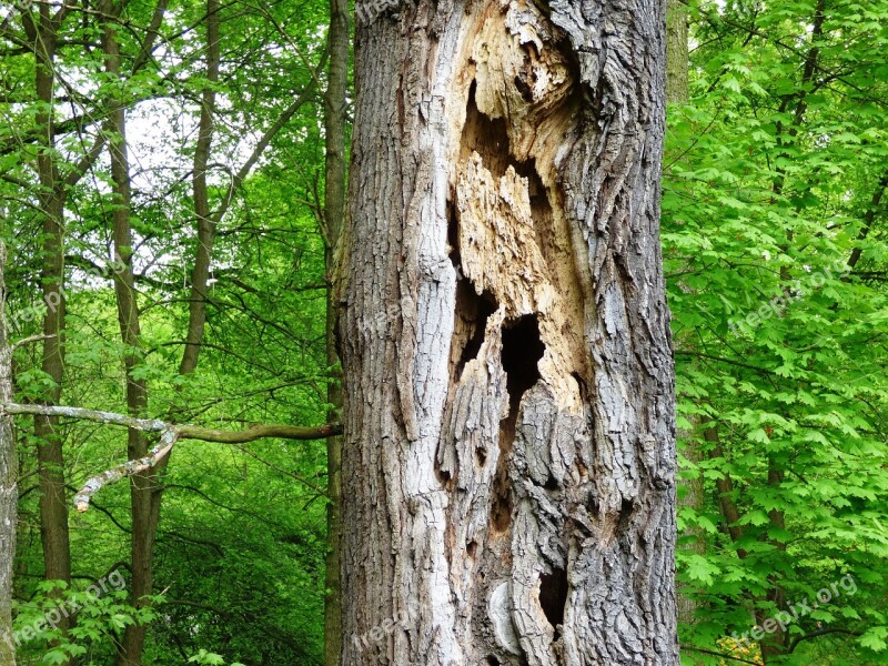 Tree Holes Destroyed Trunk Nature