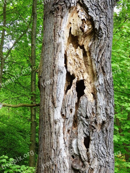 Tree Holes Destroyed Trunk Nature