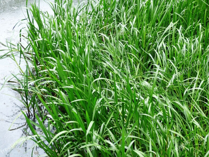 Grass Rushes Vegetation Lake The Taj