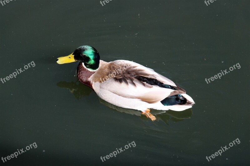 Duck Animal Bird Ducks Water