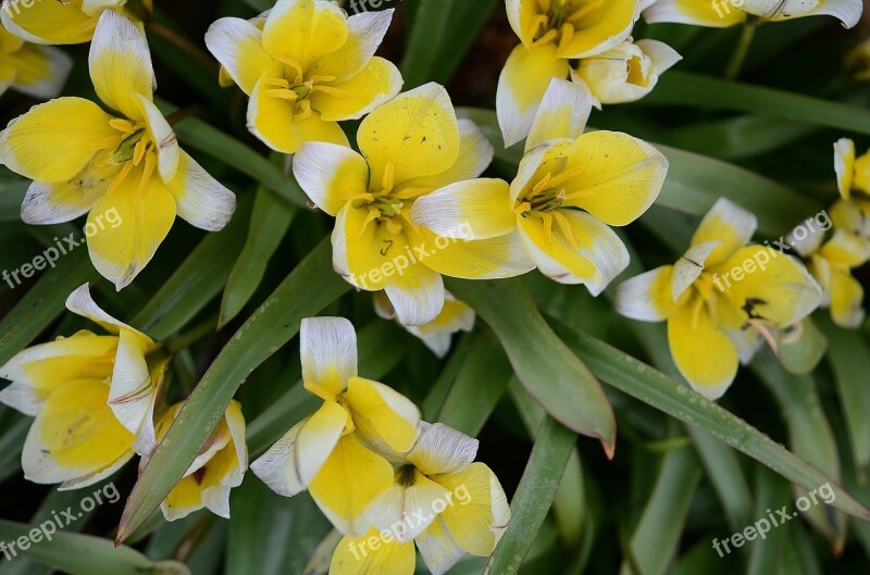 Lily Spring Nature Flowers Tulips