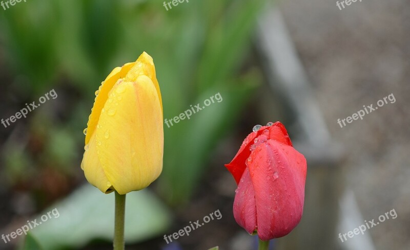 Tulip Lily Spring Nature Flowers