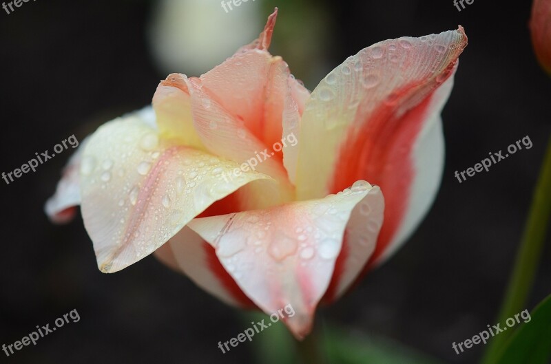 Tulip Lily Spring Nature Flowers