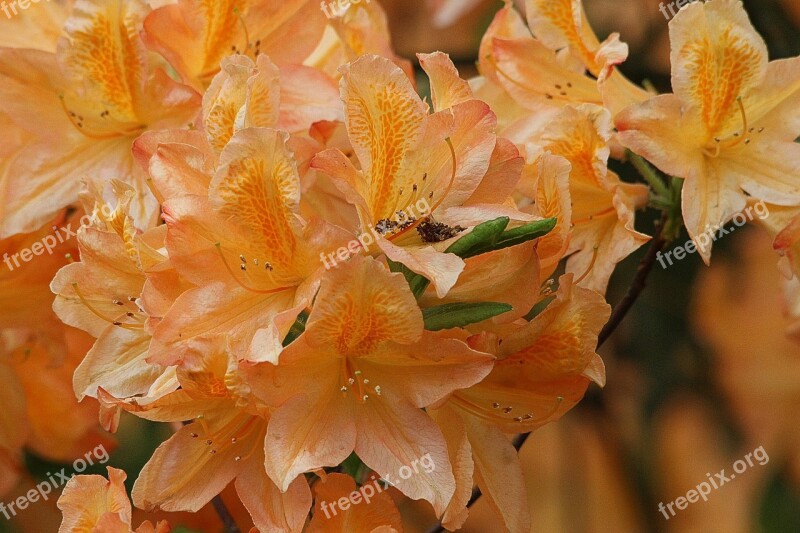 Rhododendrons Rhododendron Ericaceae Bud Genus