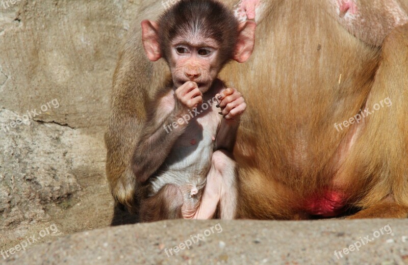 Baboon Papio Hamadryas Baboons Hamadryas Monkey