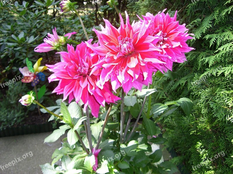 Dahlias Dahlia Flower Flowers Close Up