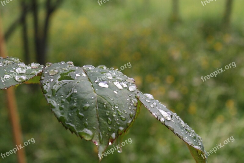 Rosenblatt Nature Rain Drop Of Water Raindrop