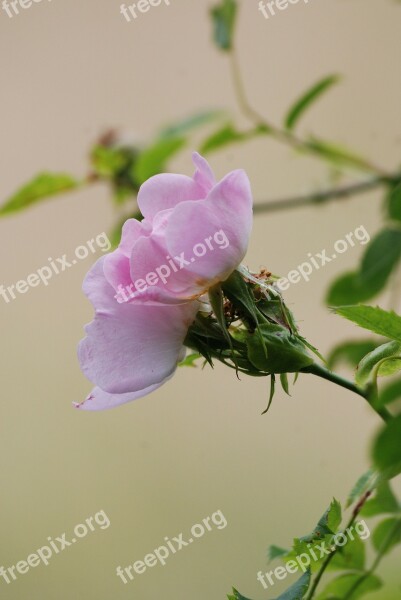 Dog Rose Wild Close Up