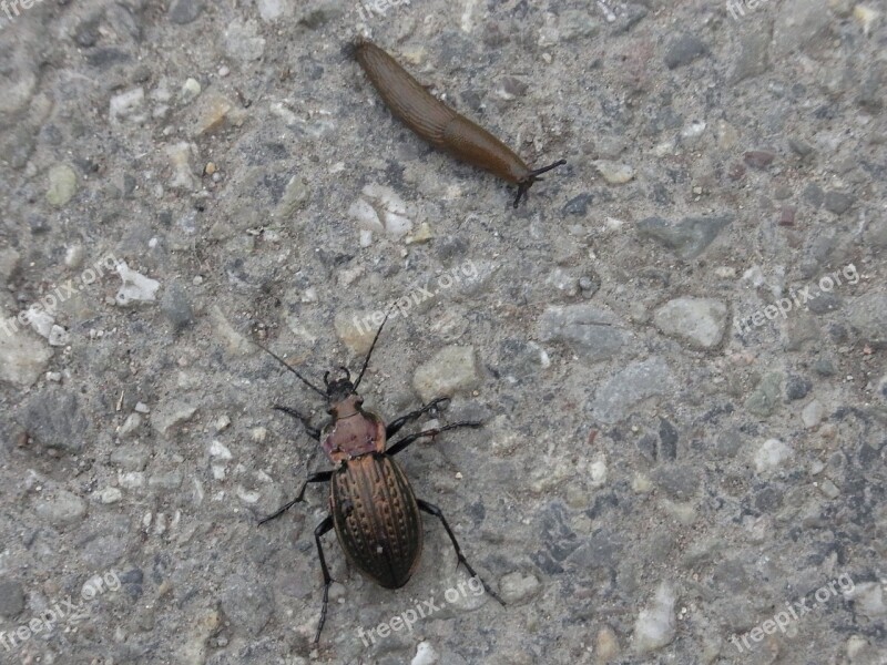 Beetle Snail Hunting Insect Close Up