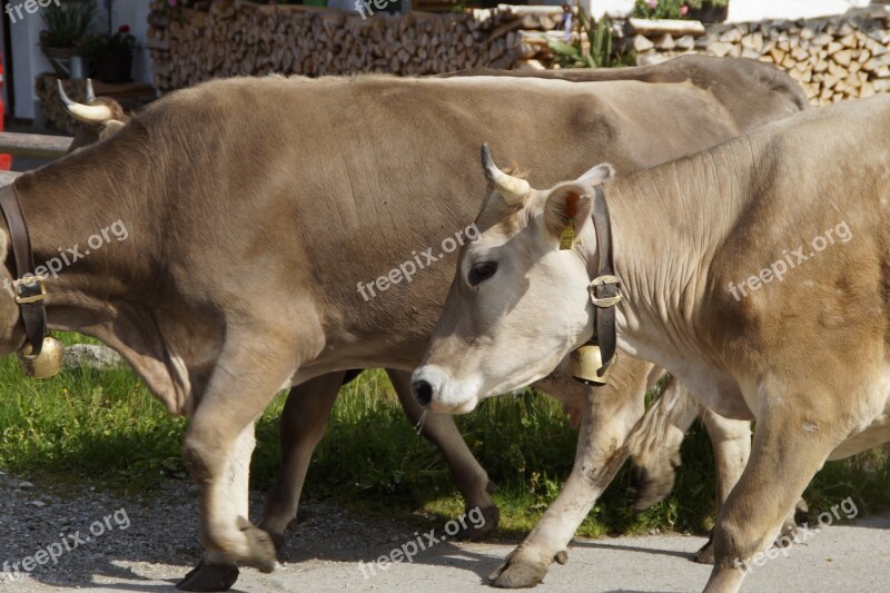 Cows Farm Homeward Bound Dairy Cattle Cow