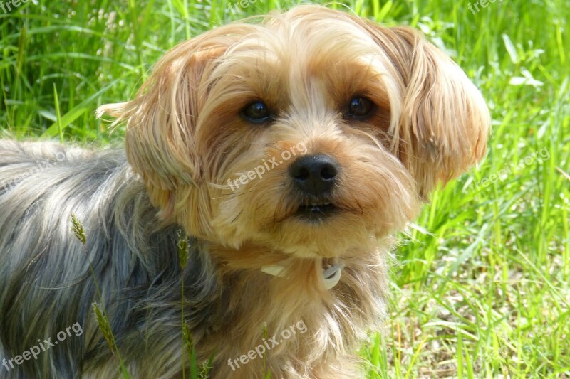 Yorkshire Terrier Dog Dog Breed Small Dog Free Photos