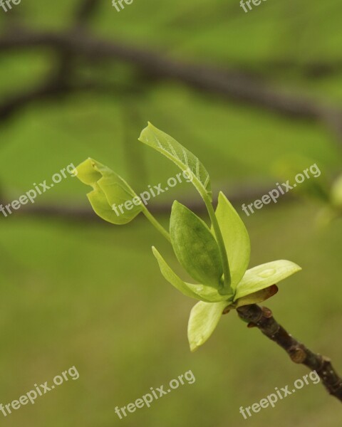 New Growth Spring Close-up Tree Nature