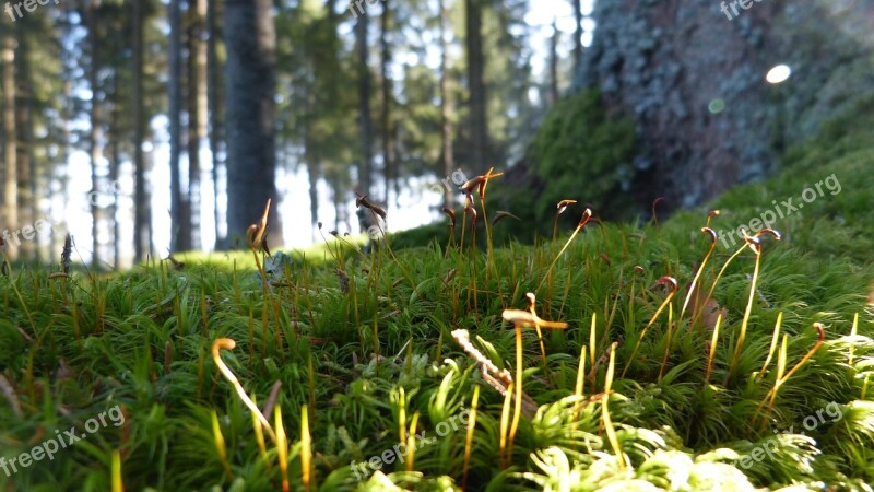 Forest Forest Floor Moss Nature Landscape