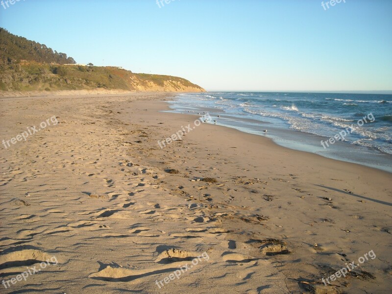 Beach Seagulls Ocean Pacific Shoreline