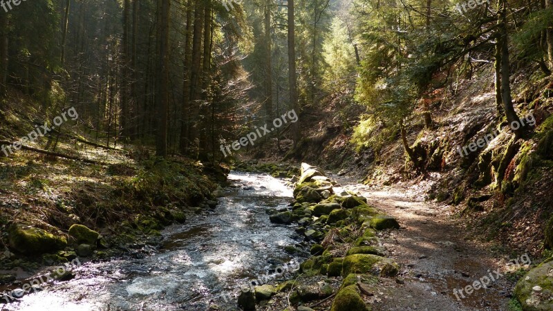 Nature Landscape Water Forest Black Forest