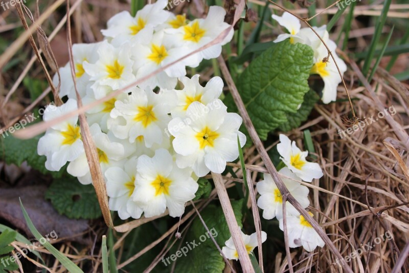 Wood Anemone Flower Nature Spring Wild Flower