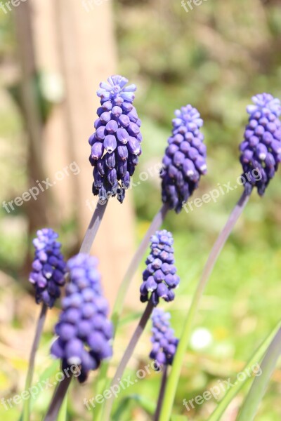 Grape Hyacinth Hyacinth Flower Nature Incomplete