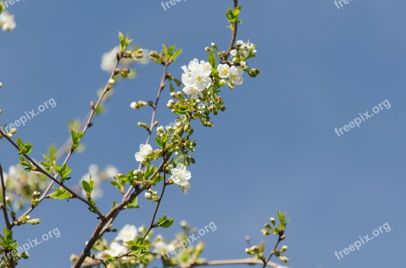 Cherry Flower Leaves Branch Spring