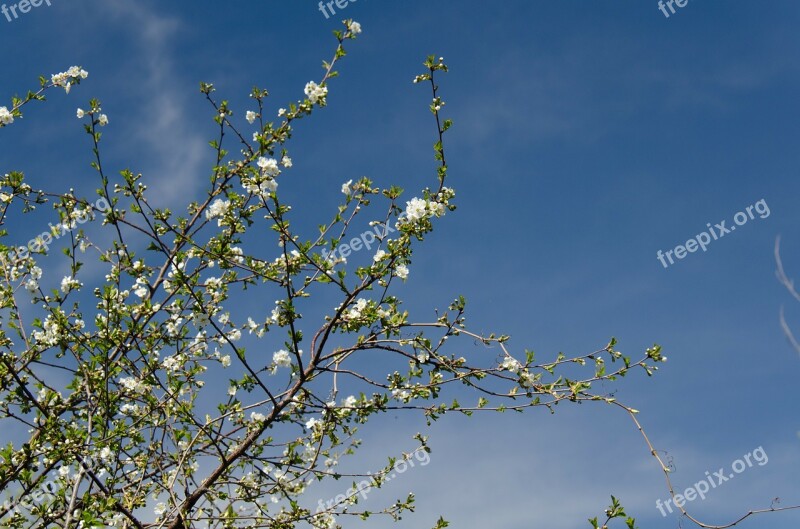 Cherry Bloom White Flowers Sky