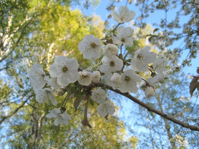 Cherry Blossom Branches Tree Sky Blue Blue