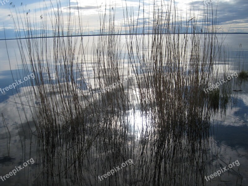 Reed Water Sky Blue Spring Lake