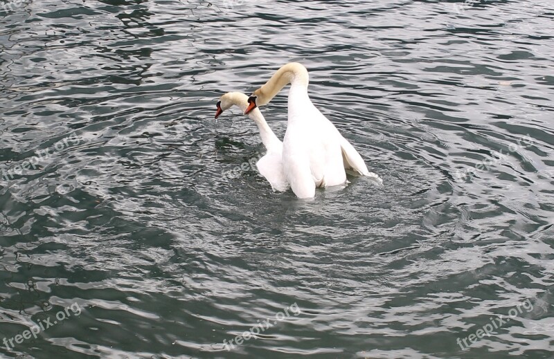 Swans Swan Pair Wedding Lake Lago Maggiore