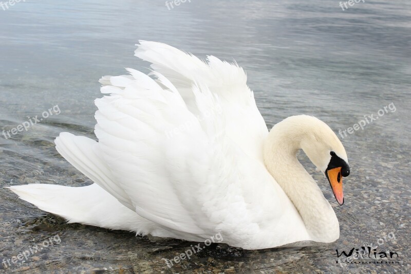 Swan Water Animal White Free Photos