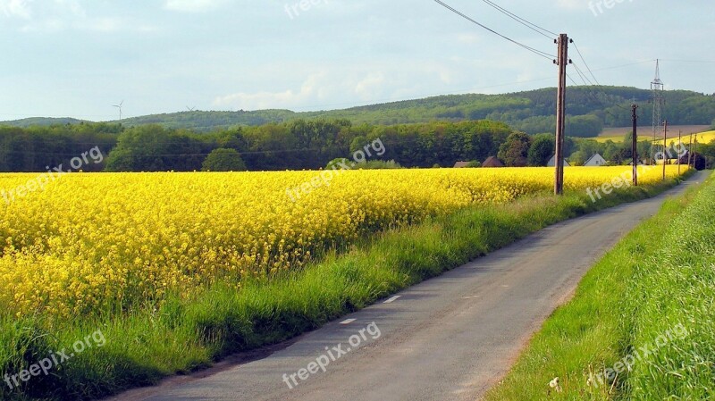 Field Oilseed Rape Away Nature Landscape