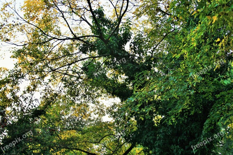 Creeper Climber Green Trunk Trees