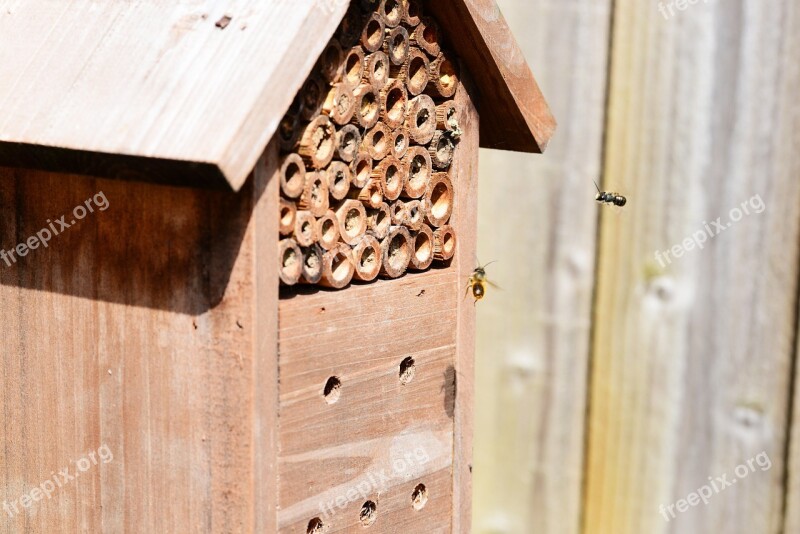 Insects In Flight Bees Flying Insect House Red Mason Bee