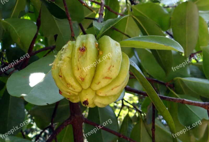 Garcinia Cambogia Malabar Tamarind Vadakkan Puli Northern Tamarind Garcinia Gummi-gutta