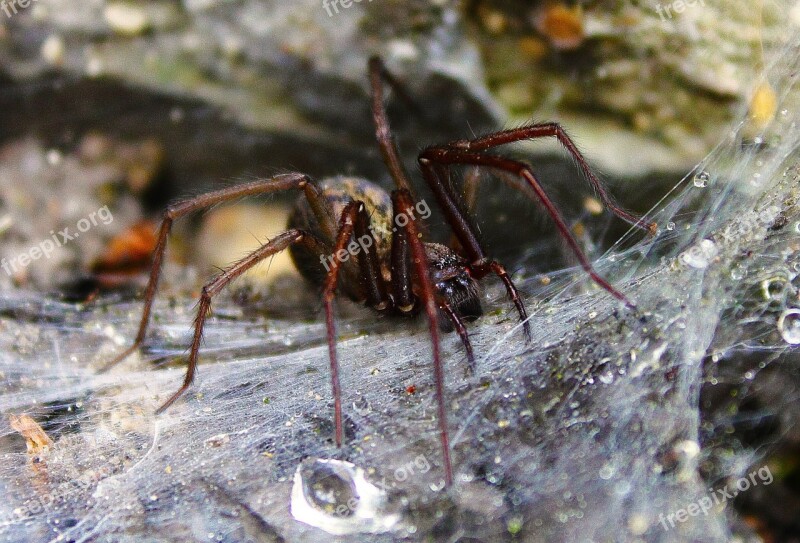 Spider Cobweb Nature Scary Monster