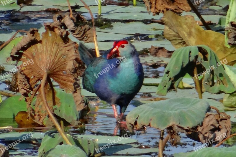 Purple Swamphen Porphyrio Porphyrio Purple Moorhen Swamp Hen Rail