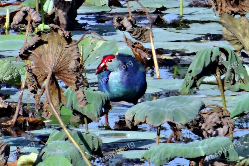 Purple Swamphen Porphyrio Porphyrio Purple Moorhen Swamp Hen Rail