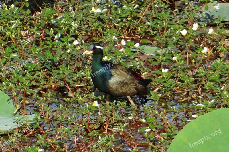 Bronze-winged Jacana Metopidius Indicus Jacana Bird Wildlife