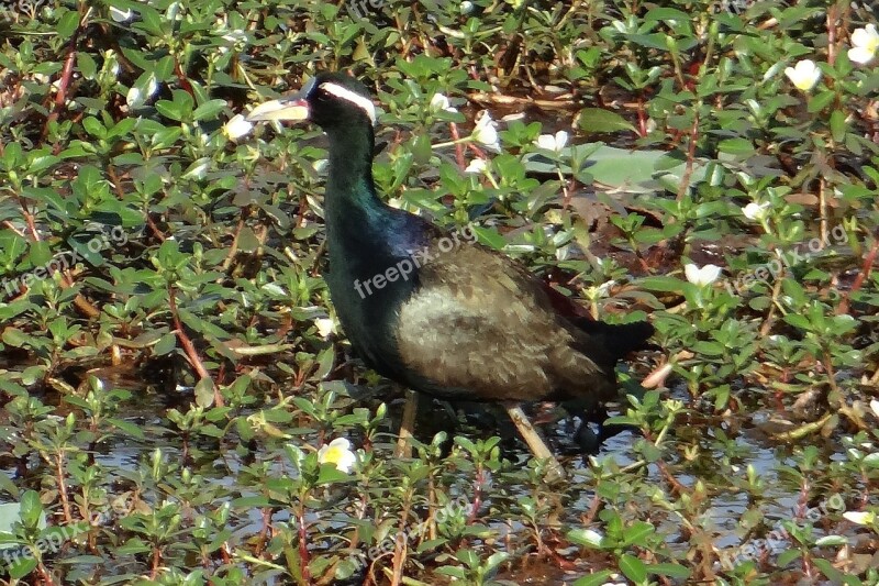 Bronze-winged Jacana Metopidius Indicus Jacana Bird Wildlife