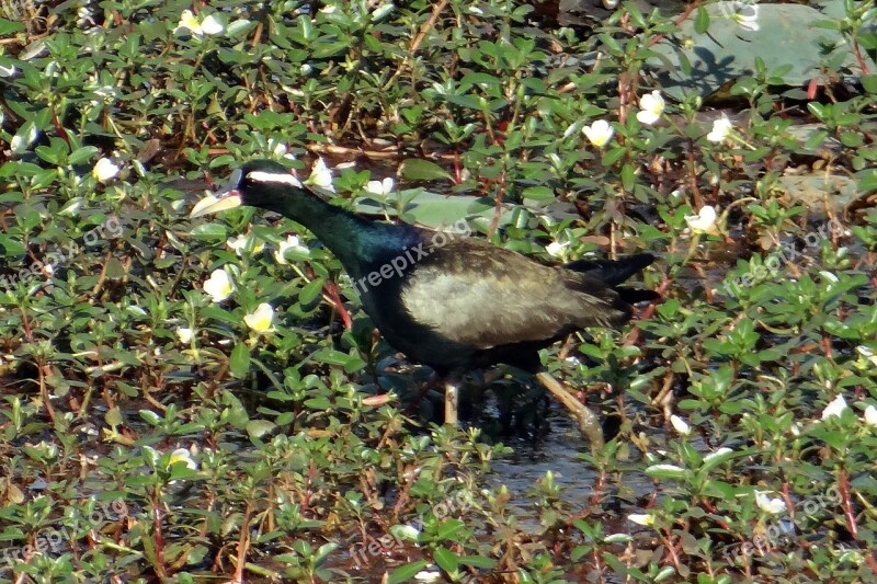 Bronze-winged Jacana Metopidius Indicus Jacana Bird Wildlife