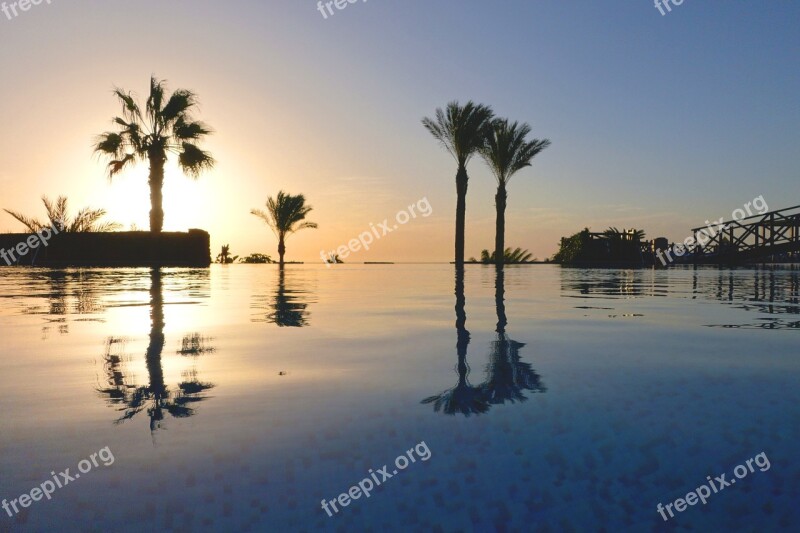 Palm Trees Pool Vacations Hotel Mood