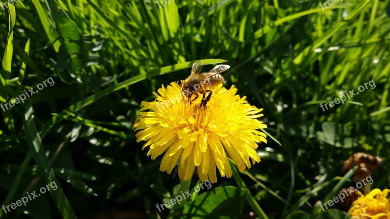 Dandelion Bee Wasp Yellow Garden