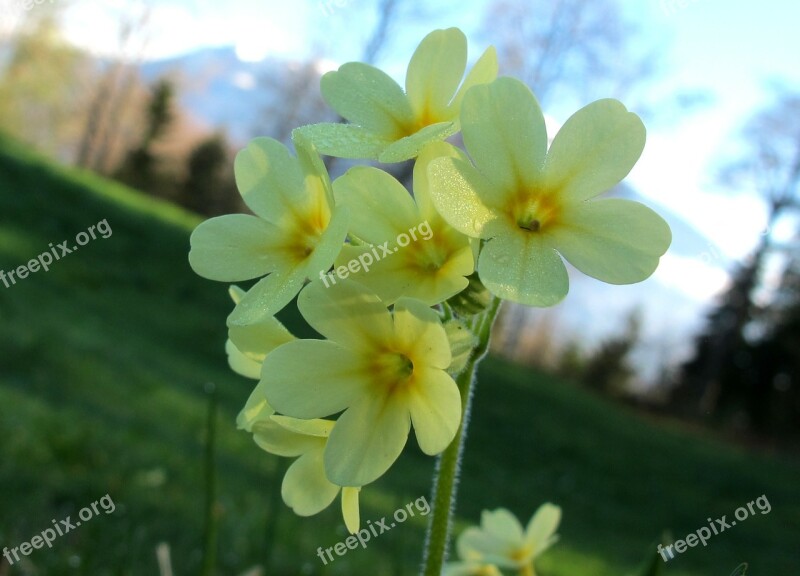 Spring Flower Cowslip Yellow Bloom Fresh