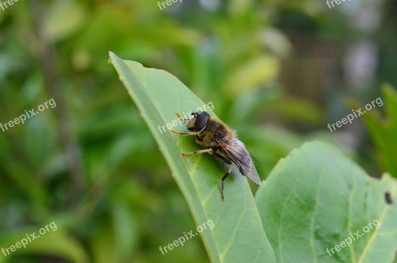 Insect Fly Nahmaufnahme Free Photos