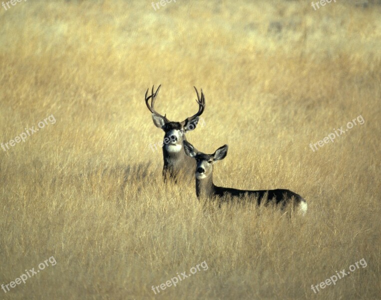 Mule Deer Animal Black Nature Gray