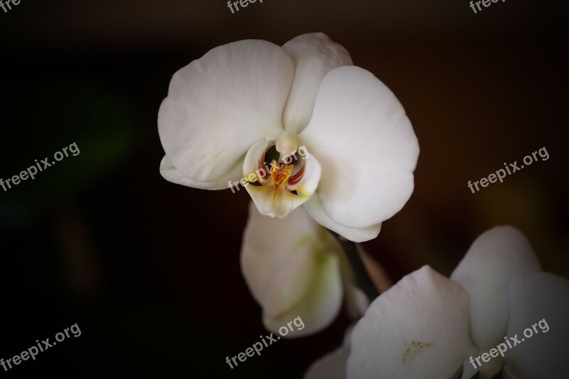 Flower Plant Flora Orchid White